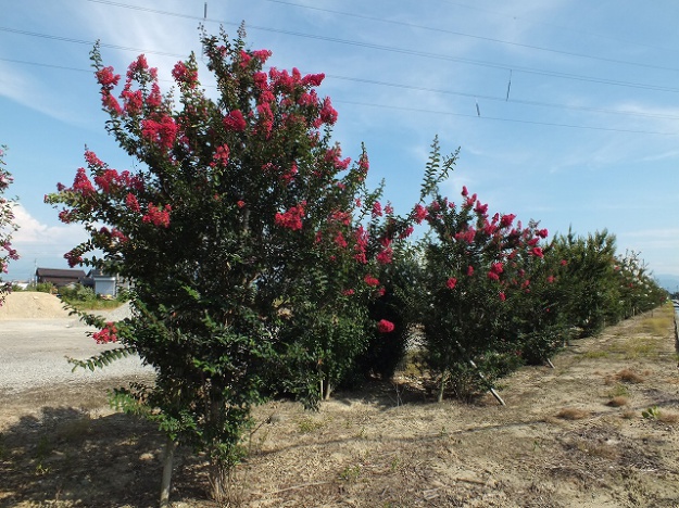 構造見学会 富山の暮らしを楽しむ木の家造り 頼成工務店