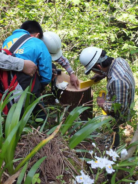 思い出に残る伐採  富山の暮らしを楽しむ木の家造り。頼成工務店。
