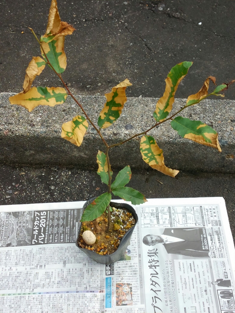 苗木は病気 富山の暮らしを楽しむ木の家造り 頼成工務店
