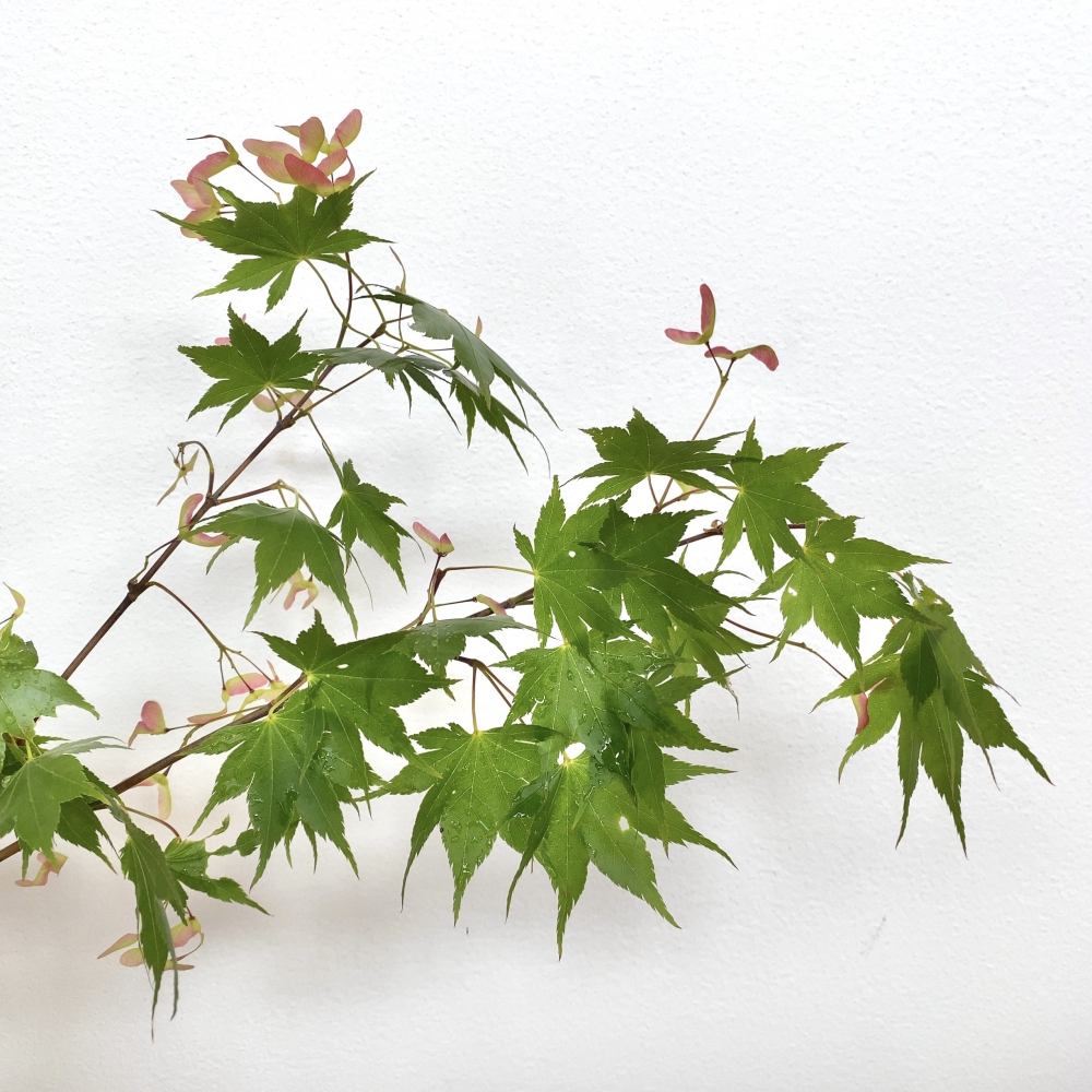 紅葉の種