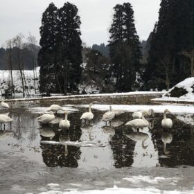 　富山と暮らす　石畑池の白鳥