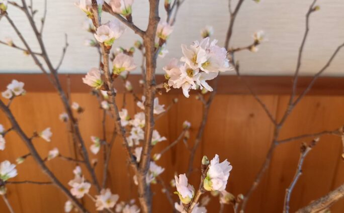 啓翁桜も開花