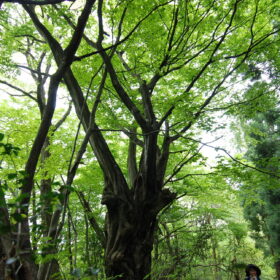 第４９回森林にふれよう！５月１１（日）に開催しました。