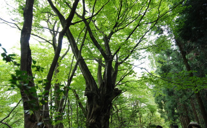 第４９回森林にふれよう！５月１１（日）に開催しました。
