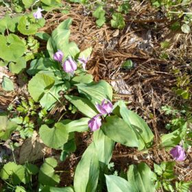 富山と暮らす　木楽に春がきました