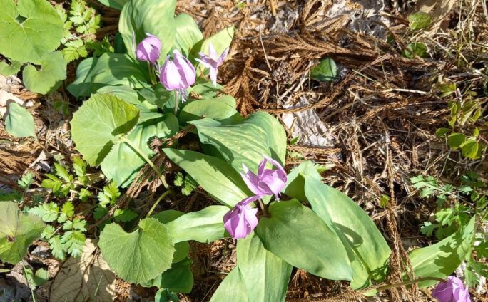 富山と暮らす　木楽に春がきました